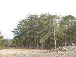 Ancient Black Pine in Troodos mountains Cyprus